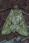 Dryobotodes eremita