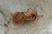 Triodia sylvina