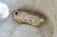 Luperina dumerilii