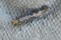 Scrobipalpa ocellatella