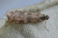 Nomophila noctuella