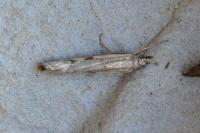 Agriphila geniculea