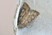 Luperina testacea