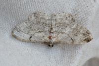 Peribatodes rhomboidaria rhomboidaria