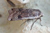 Noctua pronuba