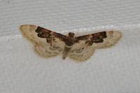 Idaea rusticata