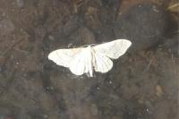 Idaea aversata