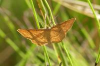 Idaea ochrata