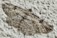 Peribatodes rhomboidaria rhomboidaria