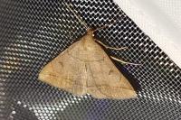 Zanclognatha lunalis