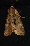Mesapamea secalis/secalella