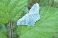 Hemithea aestivaria