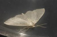 Idaea subsericeata