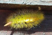Calliteara pudibunda