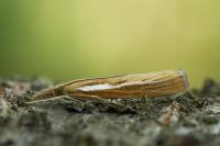 Agriphila tristella