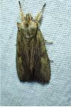Lithophane socia