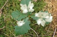 Tischeria ekebladella