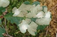 Tischeria ekebladella