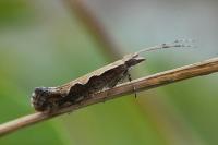 Plutella xylostella
