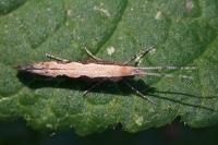 Plutella xylostella