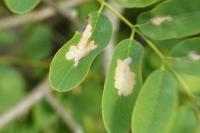 Parectopa robiniella