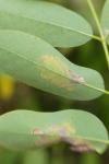 Parectopa robiniella
