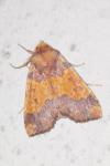 Tiliacea aurago