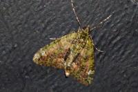 Chloroclysta siterata