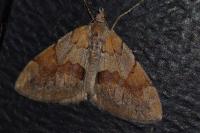 Pennithera firmata firmata