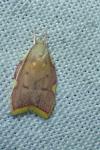 Carcina quercana