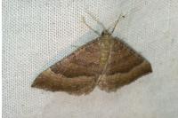 Larentia clavaria