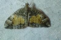 Dysstroma truncata