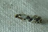 Nemapogon granellus