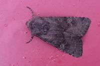 Aporophyla lueneburgensis
