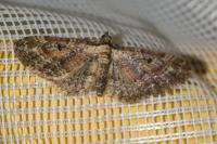 Eupithecia icterata