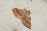 Scotopteryx chenopodiata
