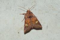 Amphipoea oculea