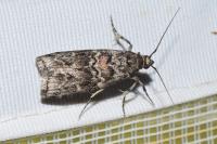Dioryctria abietella