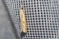 Agriphila geniculea/inquinatella