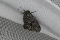 Cryphia fraudatricula