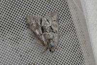 Cryphia fraudatricula
