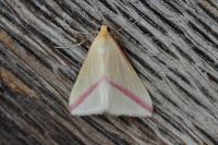 Rhodometra sacraria