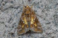Chrysodeixis chalcites