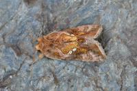 Chrysodeixis chalcites