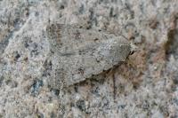 Caradrina clavipalpis