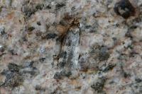Oegoconia