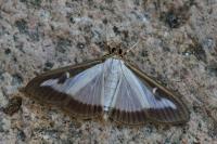 Cydalima perspectalis