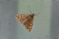 Loxostege sticticalis