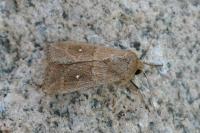 Mythimna albipuncta