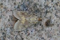 Ostrinia nubilalis